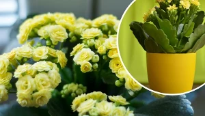 Kalanchoe może kwitnąć kilka razy w roku.