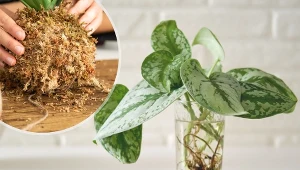 Ukorzenianie sadzonek roślin doniczkowych jest bardzo łatwe i radzą sobie z nim nawet amatorzy.