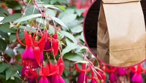 Podpowiadamy, jak przezimować fuksje, aby w następnym sezonie cieszyć się ich pięknym kwitnieniem.