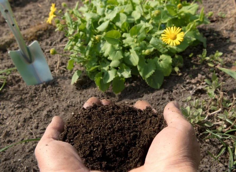 Kompostem nie możemy przenawozić roślin