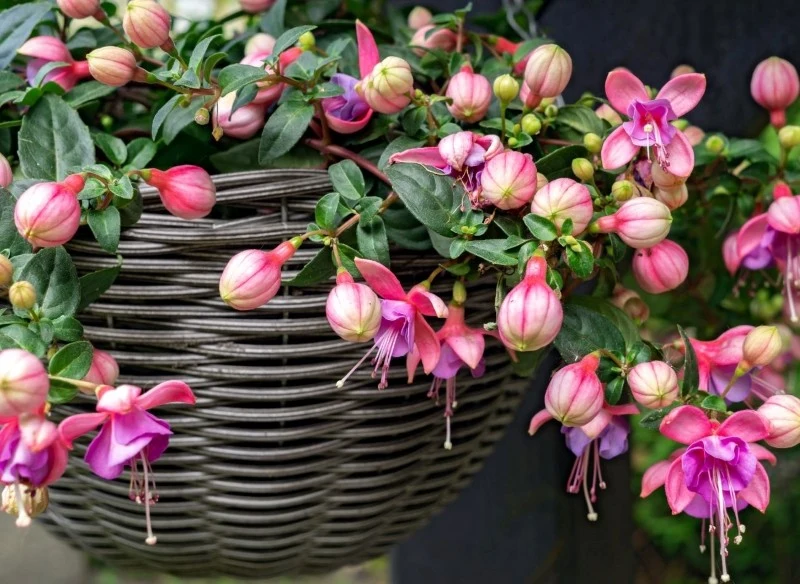 Fuksje nie są odporne na niskie temperatury