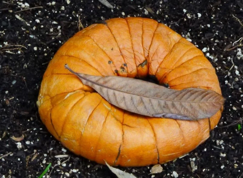 Dekoracje z warzyw po Halloween lub lokalnych wydarzeniach doskonale nadają się na kompost