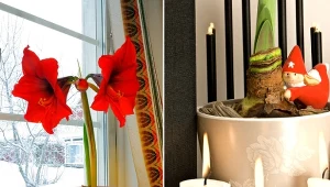 Zjawiskowo zakwitnie za kilka tygodni. Posadź amarylis na święta