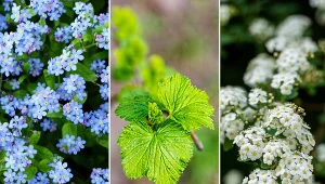 Kto powiedział, że w listopadzie nie można siać i sadzić. Są rośliny, które wręcz potrzebują przemrożenia.