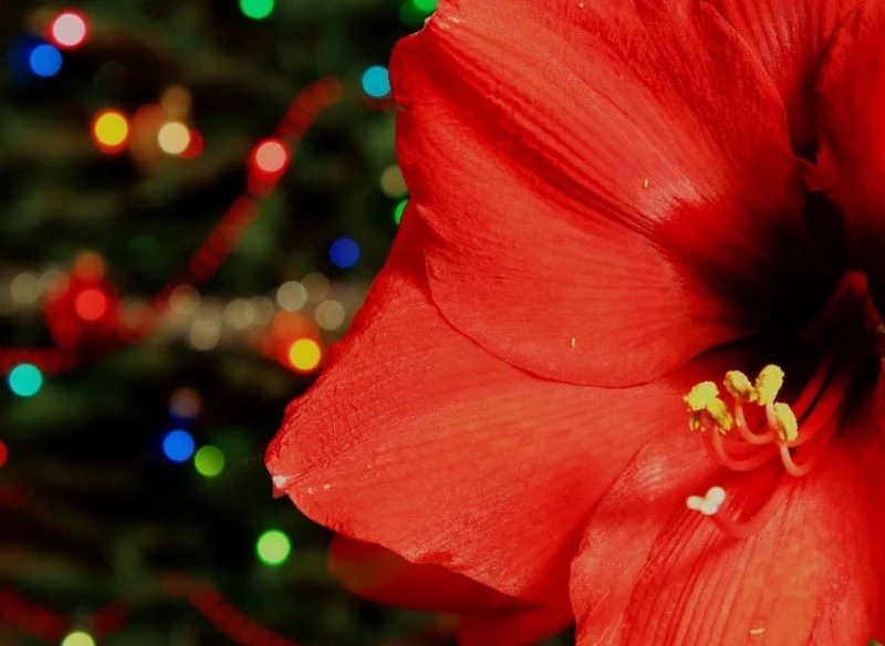 Na Boże Narodzenie warto posadzić czerwone odmiany Hippeastrum