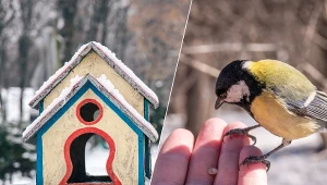 Dokarmianie ptaków zimą pozwala chronić słabe gatunki.