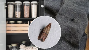 Mole w domu to prawdziwa zmora. Jak szybko się ich pozbyć?