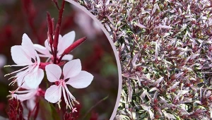 Gaura - pięknie kwitnąca roślina, która przywędrowała do Polski prosto z amerykańskiej prerii.