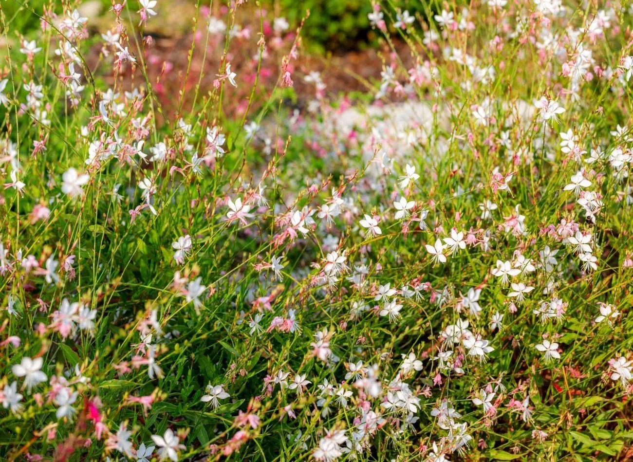 Gaura jest bardzo odporną i wytrzymałą rośliną