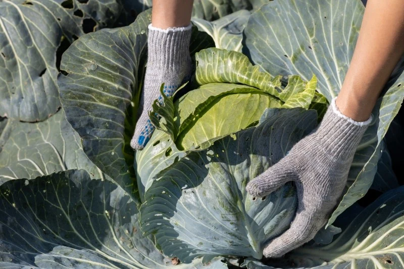 Najlepsze do kiszenia kapusty są odmiany późne