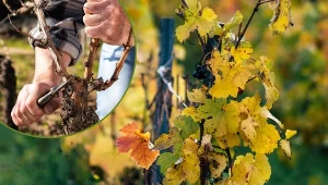 Przed okryciem przeciw przemarzaniu, dobrze jest przyciąć krzewy.