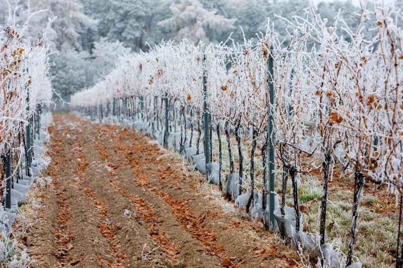 Gotowe okrycia winorośli usprawniają pracę nad zabezpieczeniem roślin na zimę