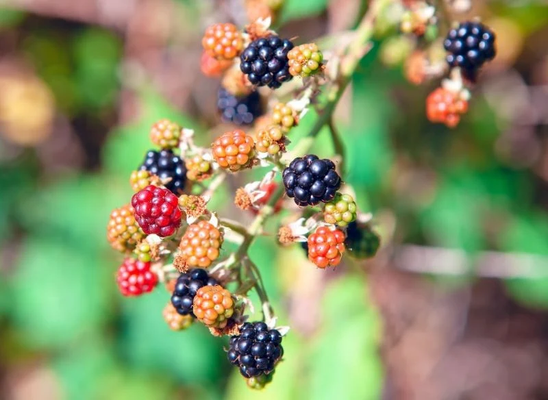 Uprawa jeżyny bezkolcowej nie jest kłopotliwa