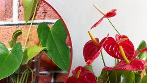 Anturium to roślina doniczkowa o niepowtarzalnej urodzie, która zachwyca od lat formą kwiatów i barwą liści.