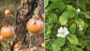 Niemal nieznana, a łatwa w uprawie i zdrowa. Posadź nieszpułkę zwyczajną w swoim ogrodzie.