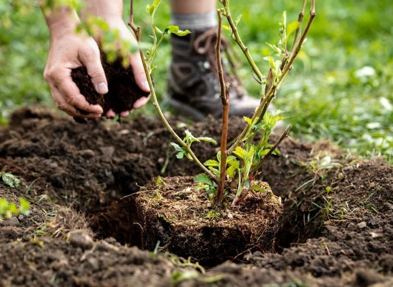 Najmniej mrozoodporne są młode sadzonki jeżyny bezkolcowej