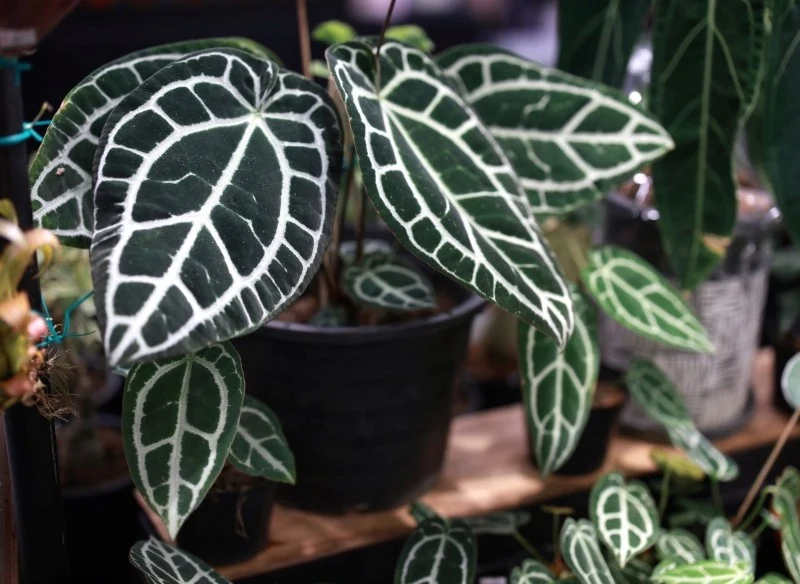 Anturium występuje w kilku odmianach