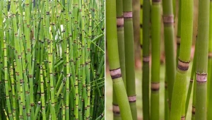 Dowiedz się, jak uprawiać skrzyp zimowy oraz jakie ma właściwości i zastosowanie.