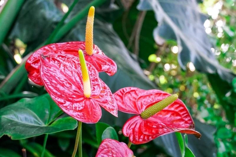 Anturium można rozmnażać na kilka sposobów