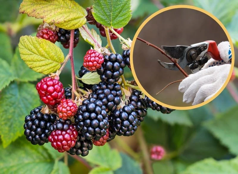 Przed przycinaniem jeżyny bezkolcowej warto zdezynfekować sekator