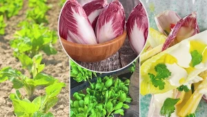 Uprawa cykorii sałatkowej w ogrodzie i pomieszczeniu.