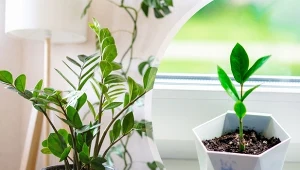 Chcesz mieć w domu całą kolekcję zamiokulkasów? Rozmnożenie tej rośliny jest bardzo proste.