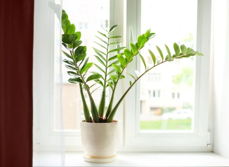 Zamiokulkas dobrze rośnie zarówno na jasnym, jak i zacienionym stanowisku
