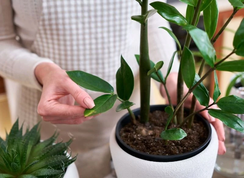 Liść, z którego chcemy przygotować sadzonkę zamiokulkasa, nie może mieć oznak chorób