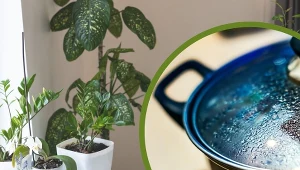 Temperatura wody do podlewania zmienia warunki bytowania roślin.