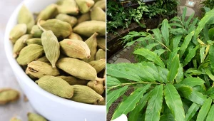 Kardamon można uprawiać w domu. Jak to jest możliwe?