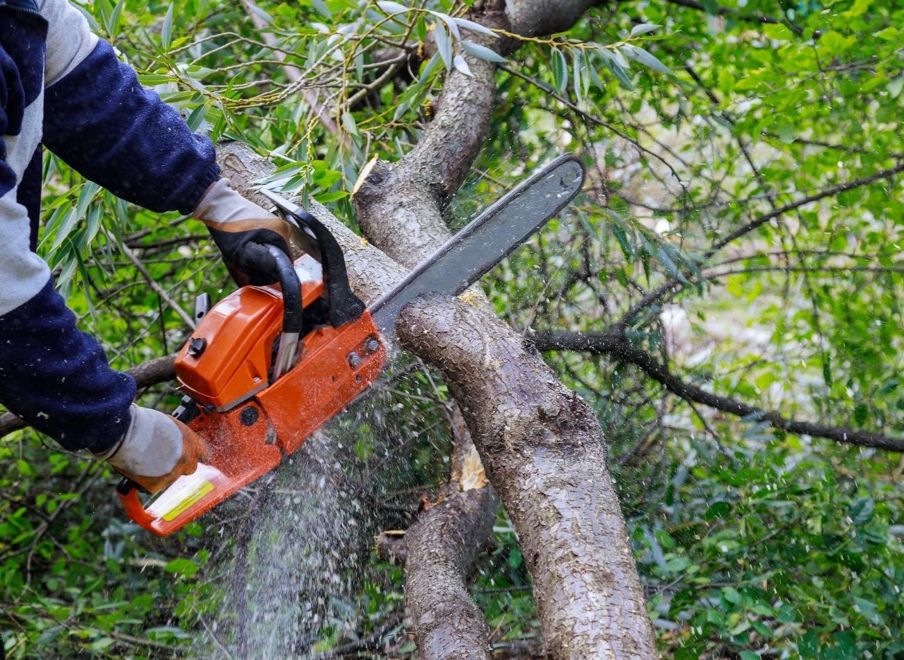 Bez pozwolenia można usuwać drzewa i krzewy, które nie będą sprzedawane
