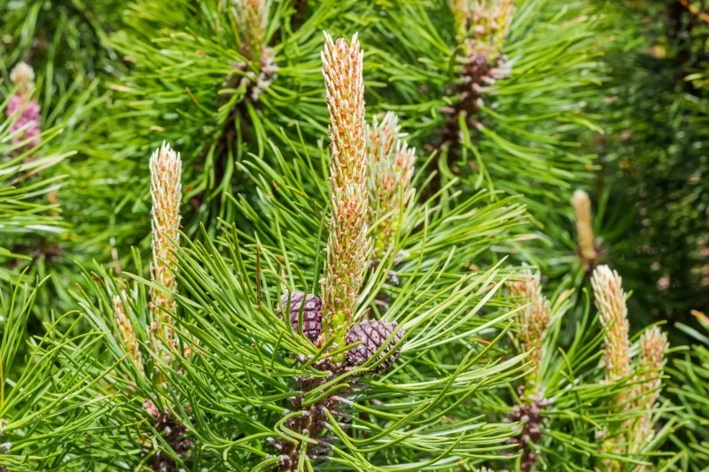 Rośliny zimozielone są piękne przez cały rok