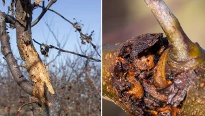 Jeśli drzewko owocowe zachoruje zimą, nie licz na obfite plony.