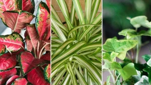 Poznaj listę roślin, które oczyszczają powietrze z groźnych zanieczyszczeń.