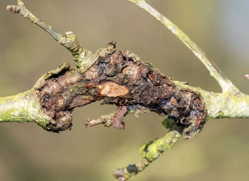 Chorobotwórcze patogeny wnikają w głąb drewna przez uszkodzenia kory