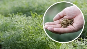 Kiedy siać koper na zimę? Wczesną wiosną wzejdzie zdrowy i pachnący