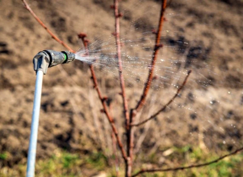 W zwalczaniu chorób kory drzew owocowych pomocne mogą okazać się opryski