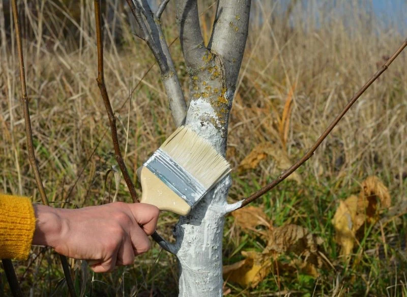 Bielenie drzew owocowych to element profilaktyki chorób kory