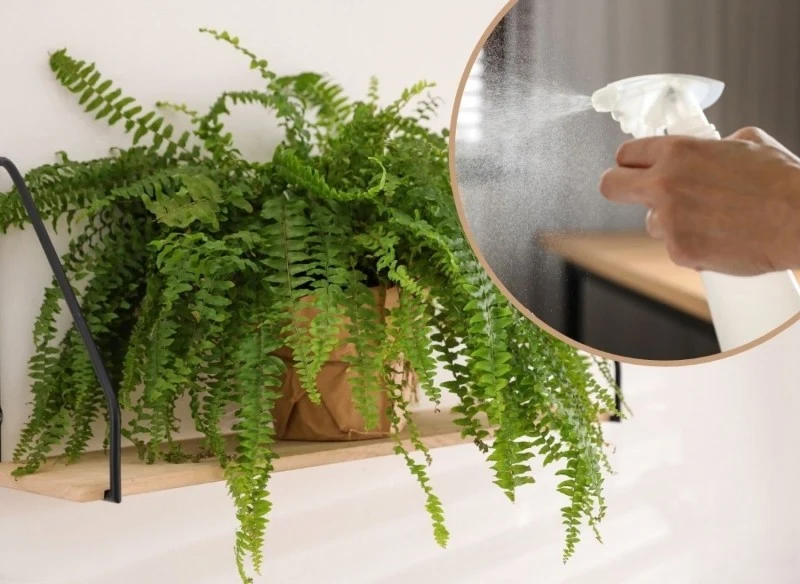 Paprotka doskonale oczyszcza powietrze w domu czy mieszkaniu