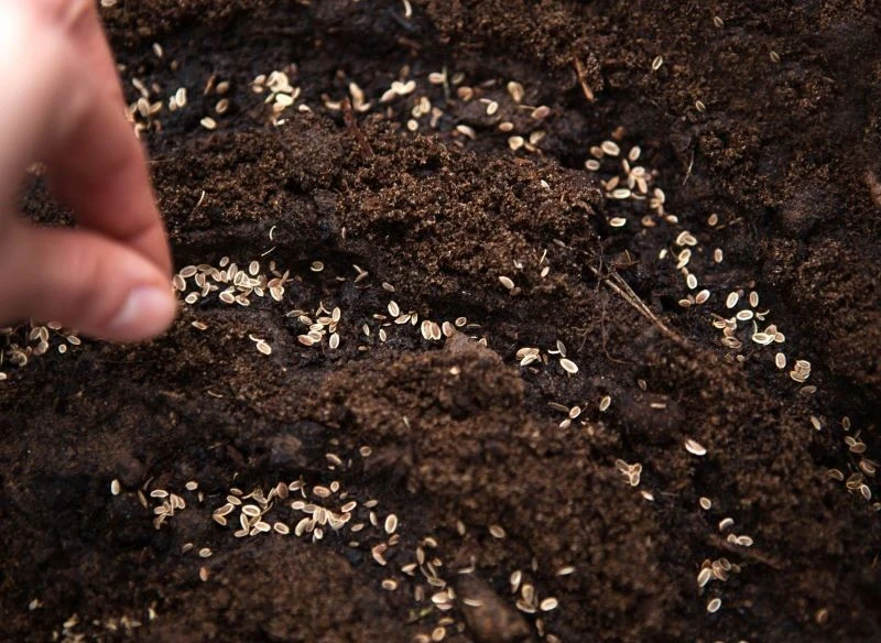 Koper można siać rzutowo lub punktowo