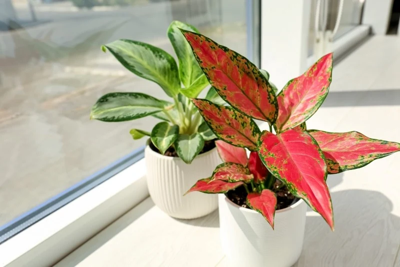 Aglaonema usuwa z powietrza substancje toksyczne