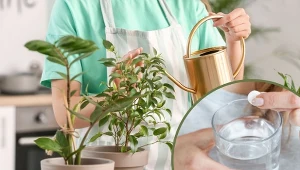 Nie wszyscy wiedzą, że aspiryna znajduje zastosowanie w uprawie roślin doniczkowych.