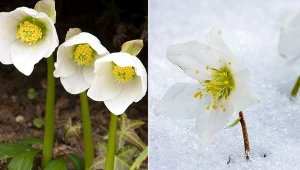 Ciemierniki cieszą nas urodą swych kwiatów o nietypowej porze roku – zimą.