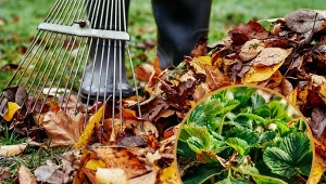 Odżywczej bomby dla gleby nie trzeba daleko szukać - jest w każdym ogrodzie.