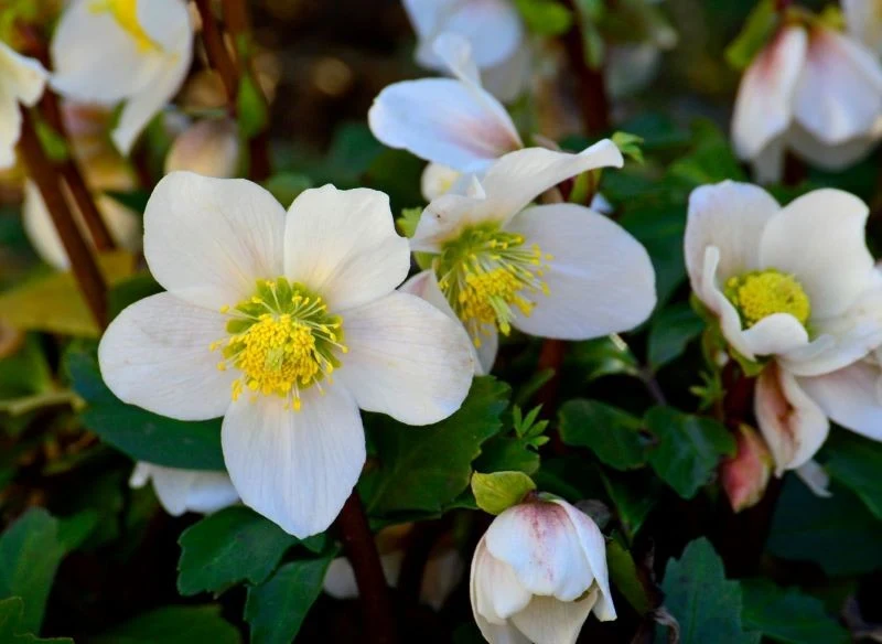 W Polsce najchętniej uprawiamy ciemierniki białe