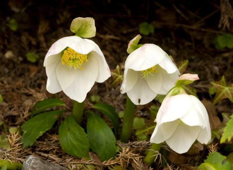 Ciemiernik najlepiej rozwija się w cieniu lub półcieniu