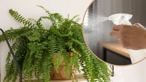 Paproć domowa oczyszcza powietrze w naszych mieszkaniach. Zimą zadbaj o nią szczególnie, to dla niej niełatwy czas.