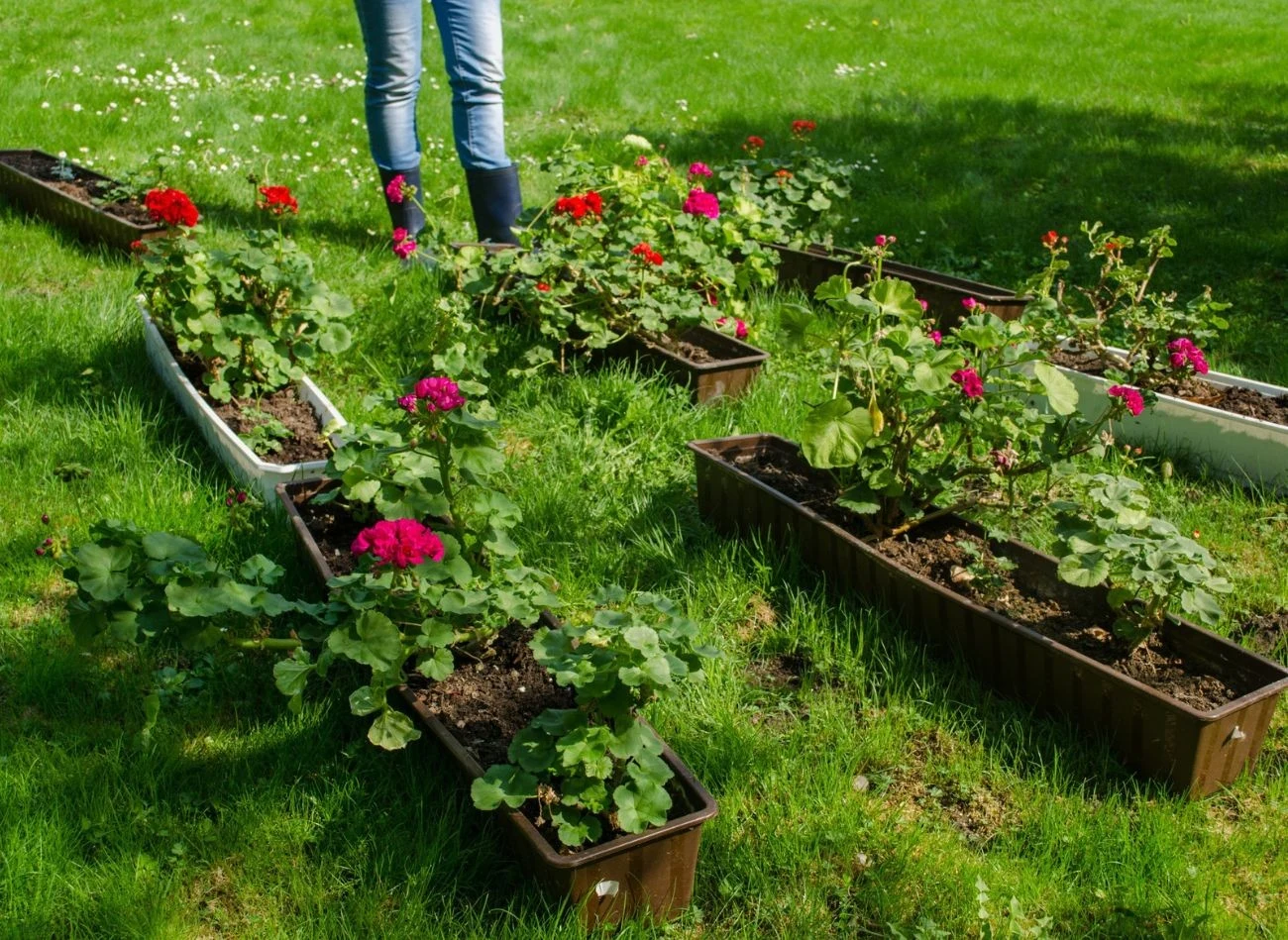 Do zimowania trzeb wybrać zdrowe okazy pelargonii