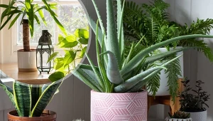 W zacienionym kącie czy może na słonecznym parapecie? Dowiedz się, gdzie stawiać kwiaty doniczkowe w domu.