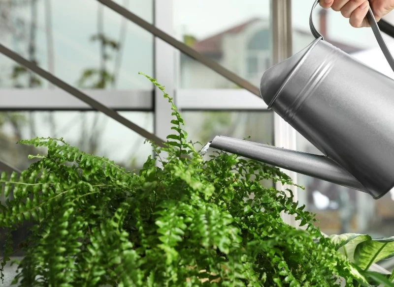 Paproć domowa lubi sporą wilgotność i częste podlewanie